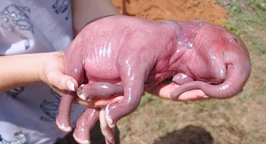 This Is What 15 Newborn Animals Look Like