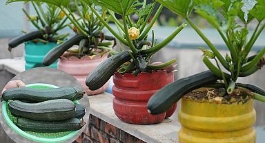Tips For Growing Zucchini In Plastic Bottles Are Super Fast And Effective