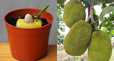 Tips To Grow Jackfruit From Seeds Quickly Harvest - With 100% Success