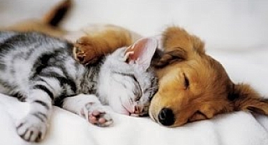 Top 10 Cats and Dogs best friends