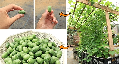 Try growing mini watermelon - Mini mexican watermelon - Baby watermelon
