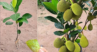 Unique Skill, How to Grow Jackfruit From Cutting With Aloe Vera | Best Natural Rooting Hormone